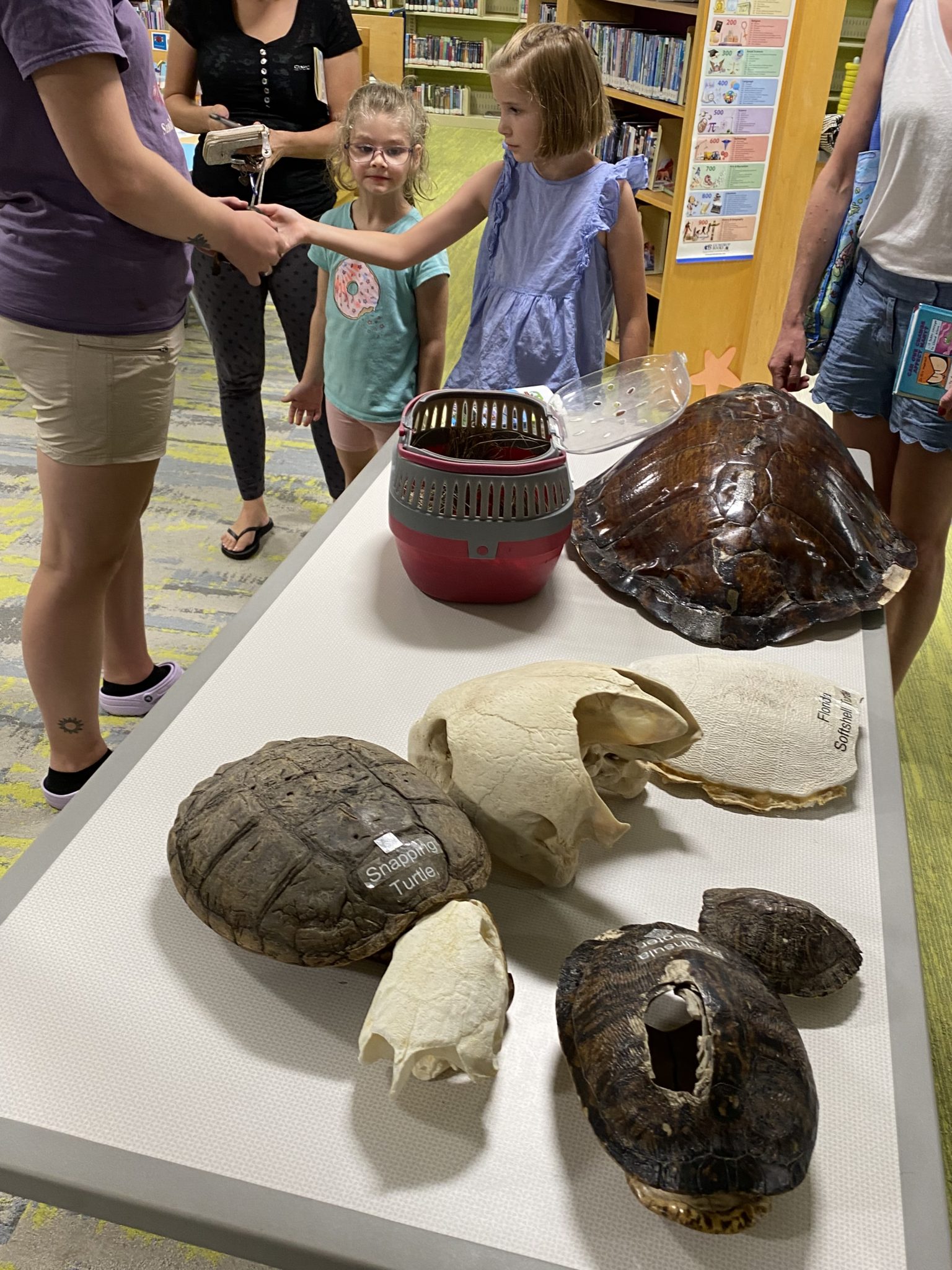 Learning about turtles with C.R.O.W. staff